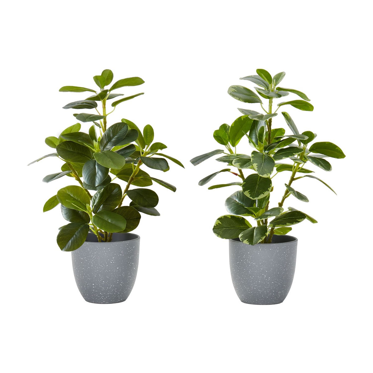 Planta Artificial Ficus Elastica (Set de 2)