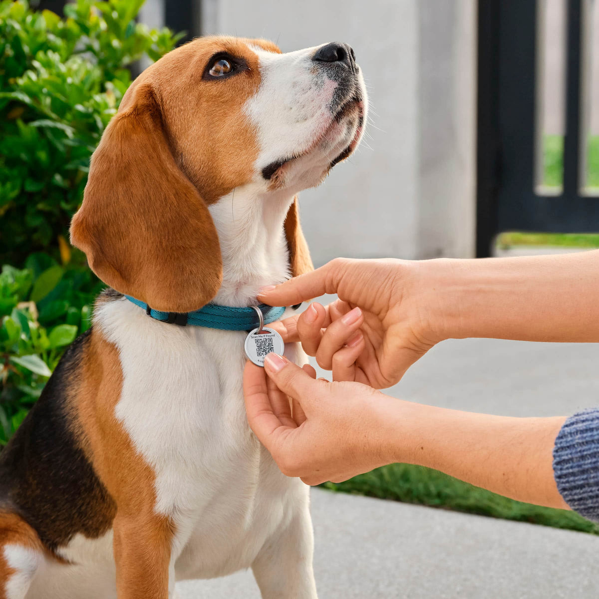 Ring - Pet Tag - Silver