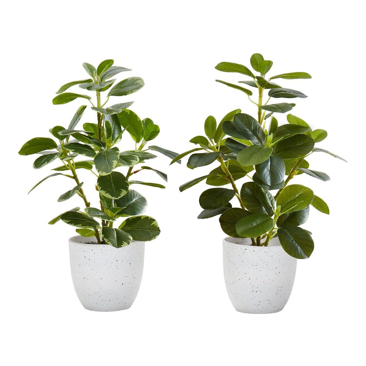 Planta Artificial Ficus Elastica (Set de 2)