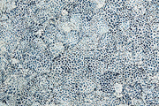 JennAir - 24" Elements Collection Custom Wine Column Panel - Eggshell Snakeskin Sapphire
